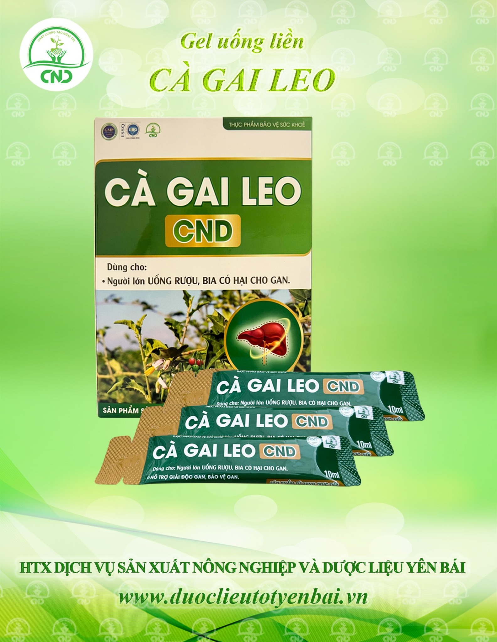 Cà gai leo CND dạng gel uống liền tiện lợi hỗ trợ chức năng gan thải độc tố ra ngoài cơ thể hộp 20 gói x 10ml