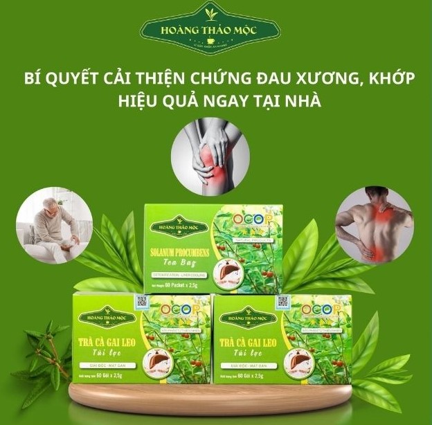OCOP - Trà cà gai leo túi lọc - Hộp 250g (60 gói)
