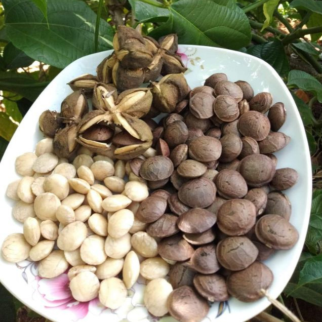 Sachi Việt - Hạt Sachi rang mộc 100 gram