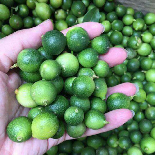 Ô mai chanh rừng Mẫu Sơn, Lạng Sơn - Hộp 300g