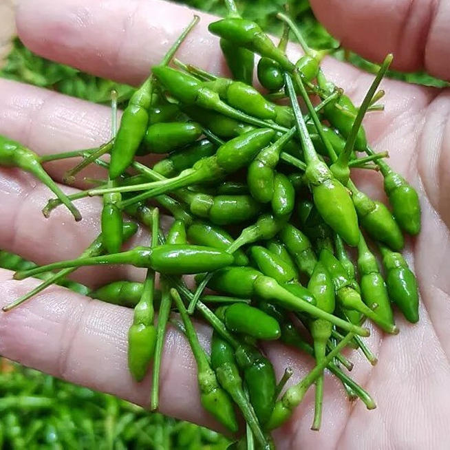 Ớt muối Nghĩa Đô (Hộp 100gr)